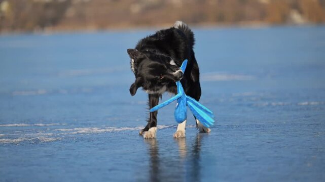 Black and white Border Collie spins an octopus toy on ice, joyful winter play.