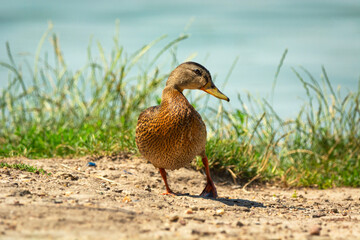 A wet female mallard duck poses on the shore of a lake, Stankow, Poland