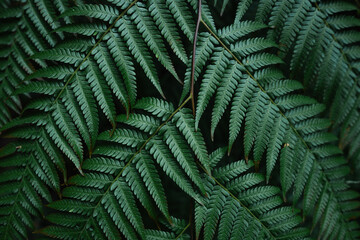 Dark fern in tropical forest, natural leaves background