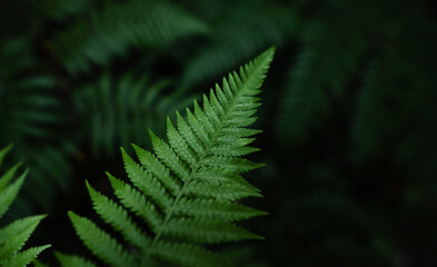 Dark fern in tropical forest, natural leaves background