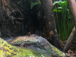 Crimson Jewel: A Tiny Poison Dart Frog