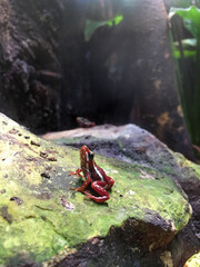 Crimson Jewel: A Tiny Poison Dart Frog
