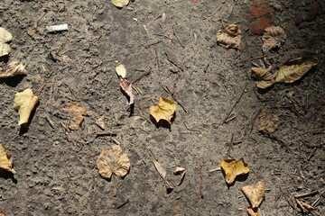 autumn background of dry fallen leaves on the ground