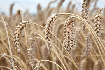 Selbstklebende Fototapeten Rijpe tarwe aren op het korenveld © ArieStormFotografie
