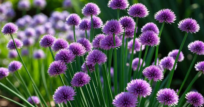 Chives or Allium flowering with purple violet blooms and green stems. Chives are a culinary herb used in cooking.