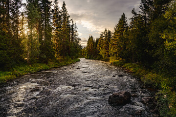 Warm sunlight filtering through the pine trees as Storån river flows gently in Dalarna Sweden, creating a peaceful atmosphere on this beautiful Nordic summer evening
