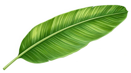 Fototapeta premium A large, vibrant green banana leaf with prominent veins and a smooth texture, displayed against a white background. The leaf is elongated with a slight curve, showcasing its natural beauty and rich.