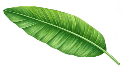 Obraz premium A large, vibrant green leaf with smooth, glossy surfaces and prominent veins, displayed against a white background. The leaf has a long, tapered shape and curves slightly along its length.
