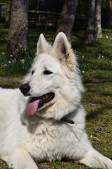 Portrait de profil d'un chien berger blanc suisse qui tire la langue avec les oreilles dress&eacute;es