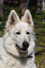 Portrait de face d'un chien berger blanc suisse avec les oreilles dress&eacute;es