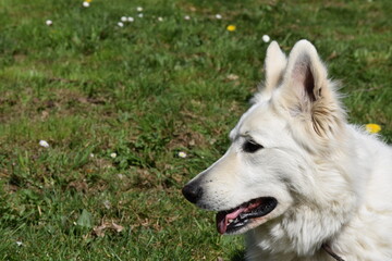 Portrait de profil d'un chien berger blanc suisse qui tire la langue avec les oreilles dress&eacute;es