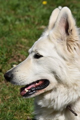Obraz premium Portrait de profil d'un chien berger blanc suisse la bouche ouverte