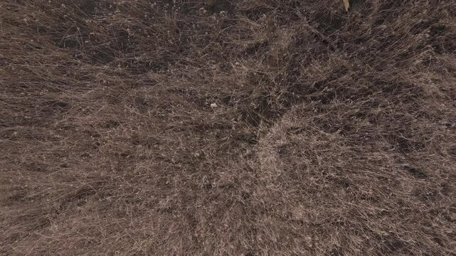 Drone from behind on marsh reeds, Lake Maggiore, Northern Italy