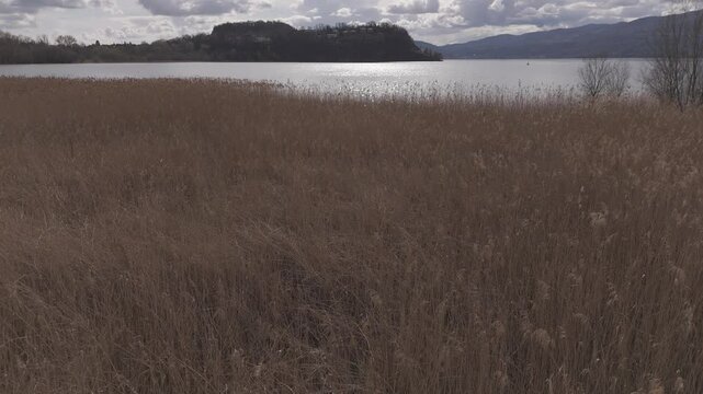 Drone from marsh reeds to water, Lake Maggiore, Northern Italy