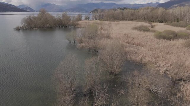 Drone on marsh reed, Northern Italy.