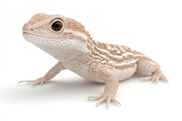 Obraz premium Young lizard, light peachy-tan color, small scales, distinct patterns, alert posture