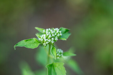Jack in the Bush, is traditionally used to support digestion