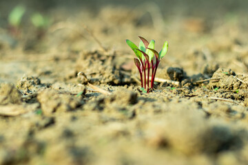 Close-up of seedlings with reddish colorful stems and vibrant green leaves emerging from the soil, set against a blurred earthy background