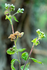 Chromolaena odorata is used as an infusion to treat coughs, and influenza