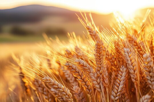Golden wheat field basking in the warm glow of the setting sun, symbolizing harvest and prosperity. - Powered by Adobe