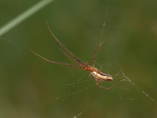 Long jawed Orb Weaver Spider