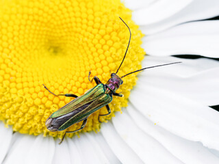 Thick legged flower Beetle, Oedemera nobilis, Norfolk, UK