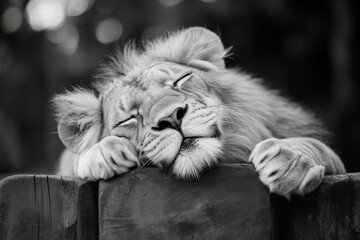 Black and white photo of a lion lying peacefully with eyes closed