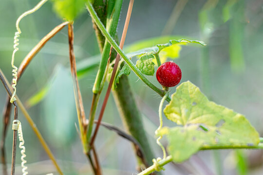 Madras pea pumpkin, Rough bryony, Mukkapiri, Bristly bryony, Mukia maderaspatana