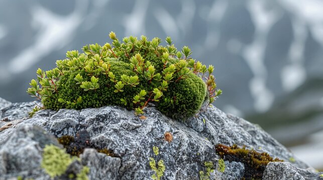 Conservation of Dwarf Rock Moss Andreaea rupestris Alpine Specialist Risk Show delicate patch of Dwarf Rock Moss clinging high altitude granite surface surviving harsh winter wind researcher assess