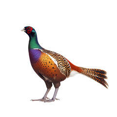 Fototapeta premium Pheasant full body standing on the ground side view of head and tail transparent background PNG