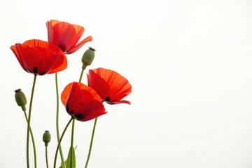 Naklejka premium Close-up view of several red poppies against pure white, image, botany, isolated