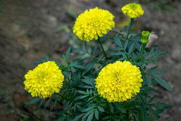 Pale yellow marigold flower. Marigolds produce bright yellow color