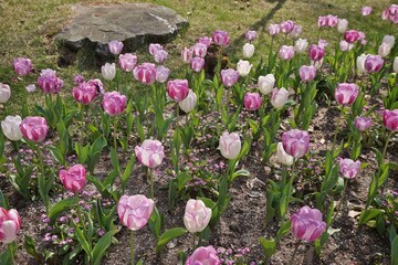 Obraz premium Striped pink and white tulips blooming in a spring garden bed