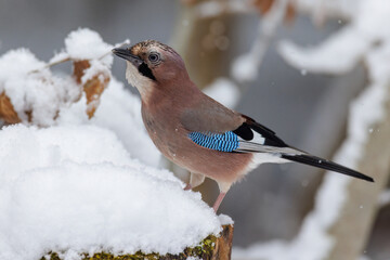 Eichelhäher (Garrulus glandarius)