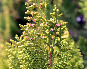 pine cedar tree, fresh leaves in early spring, close up