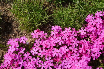 Obraz premium Vibrant pink flowers blooming in clusters among spring grass, adding color to a garden path