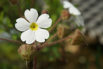 Close-up of a single white flower in bloom, showing delicate details and natural elegance