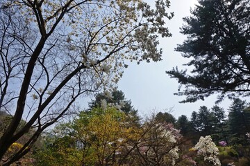 Various trees blooming under the spring sky, with green and white foliage forming a tranquil forest canopy