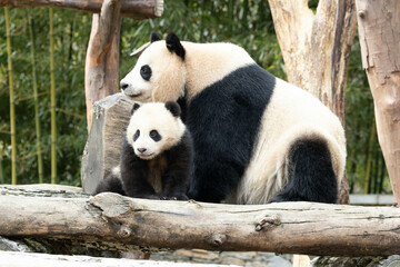 Happy Moment of Panda Family, Mother Panda and her Cub, China