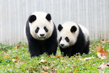 Fototapeta premium Happy Moment of Panda Family, Mother Panda and her Cub, China