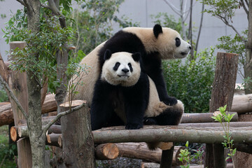 Happy Moment of Panda Family, Mother Panda and her Cub, China
