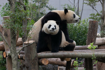 Naklejka premium Happy Moment of Panda Family, Mother Panda and her Cub, China