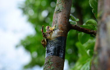 Grafting a tree branch with tape