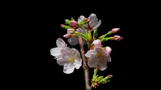 Time lapse footage of blooming pink Prunus yedoensis blossoms isolated on black background, many flowers blooming from bud to full blossom together, 4k video b roll shot.