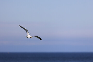 Fototapeta premium The seagull in flight over the North sea. The beach in Vrouwenpolder, Zeeland, The Netherlands.