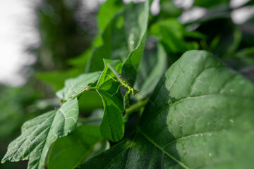 green grasshopper on a leaf