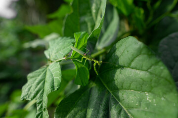 green grasshopper on a leaf