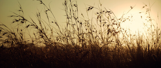 Silhouette of tallgrass bathed in sunset light