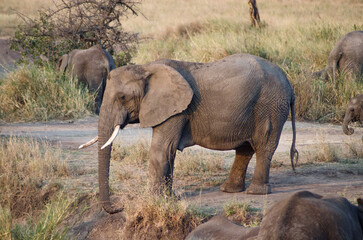 Fototapeta premium éléphants dans le parc Sérengeti en Tanzanie