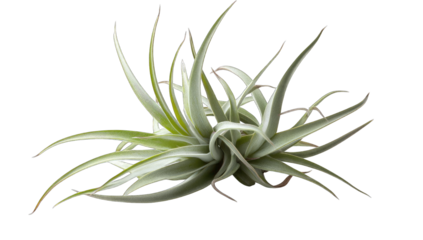 close-up a green spiky plant with elongated leaves showcasing it